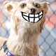 Illustration for article titled When your boys win their bowl game